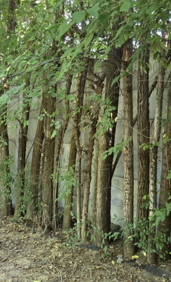 Locatiile TreeHouse - locatii de nunti in aer liber in natura - top locatii de nunta la padure-piscina