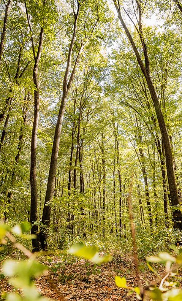Locatiile TreeHouse - locatii de nunti in aer liber in natura - top locatii de nunta la padure-piscina