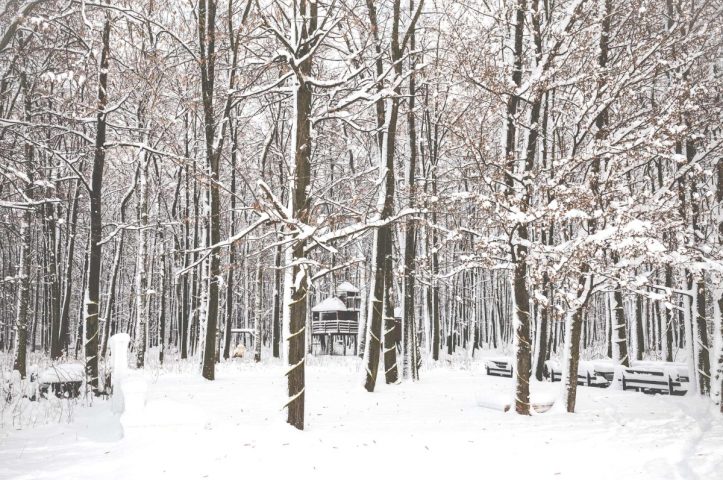 Locatiile TreeHouse - locatii de nunti in aer liber in natura - top locatii de nunta la padure-piscina