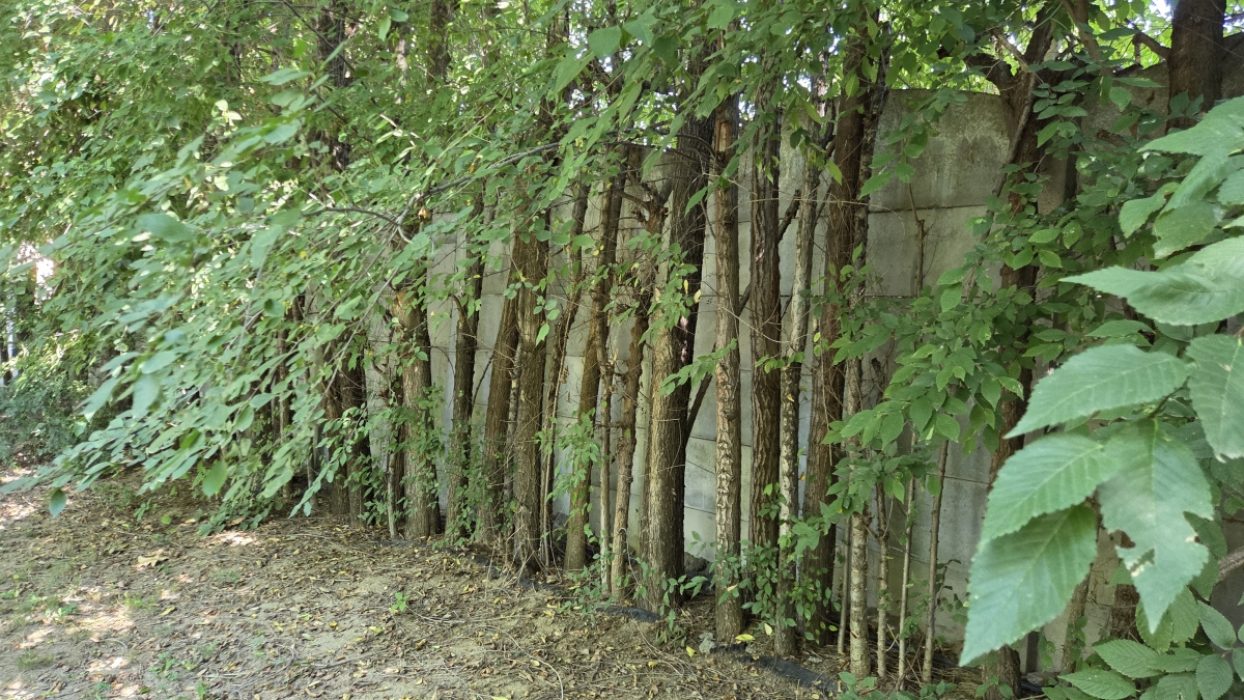 Locatiile TreeHouse - locatii de nunti in aer liber in natura - top locatii de nunta la padure-piscina