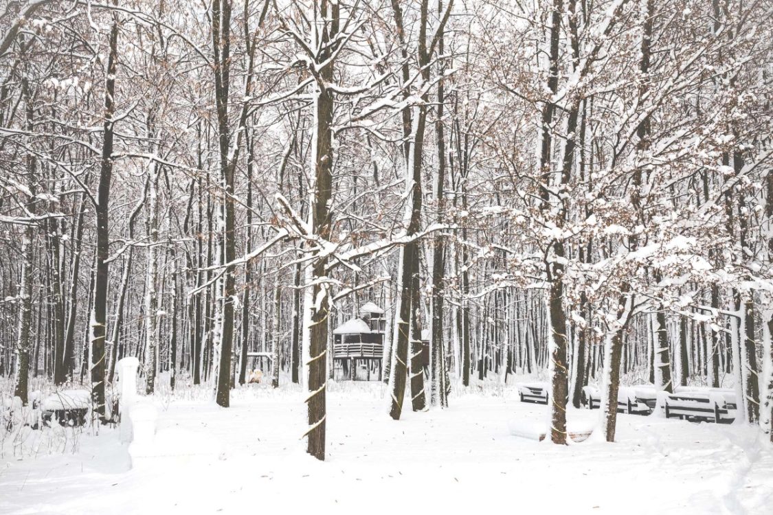 Locatiile TreeHouse - locatii de nunti in aer liber in natura - top locatii de nunta la padure-piscina