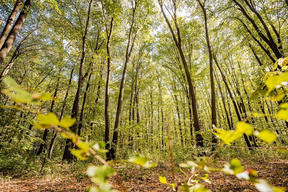 Locatiile TreeHouse - locatii de nunti in aer liber in natura - top locatii de nunta la padure-piscina